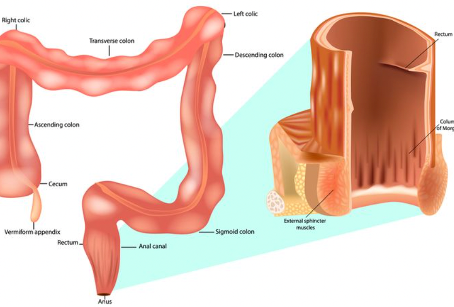 Pengobatan Infeksi Anus